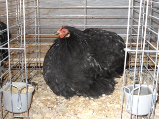 49643_black_hen.jpg