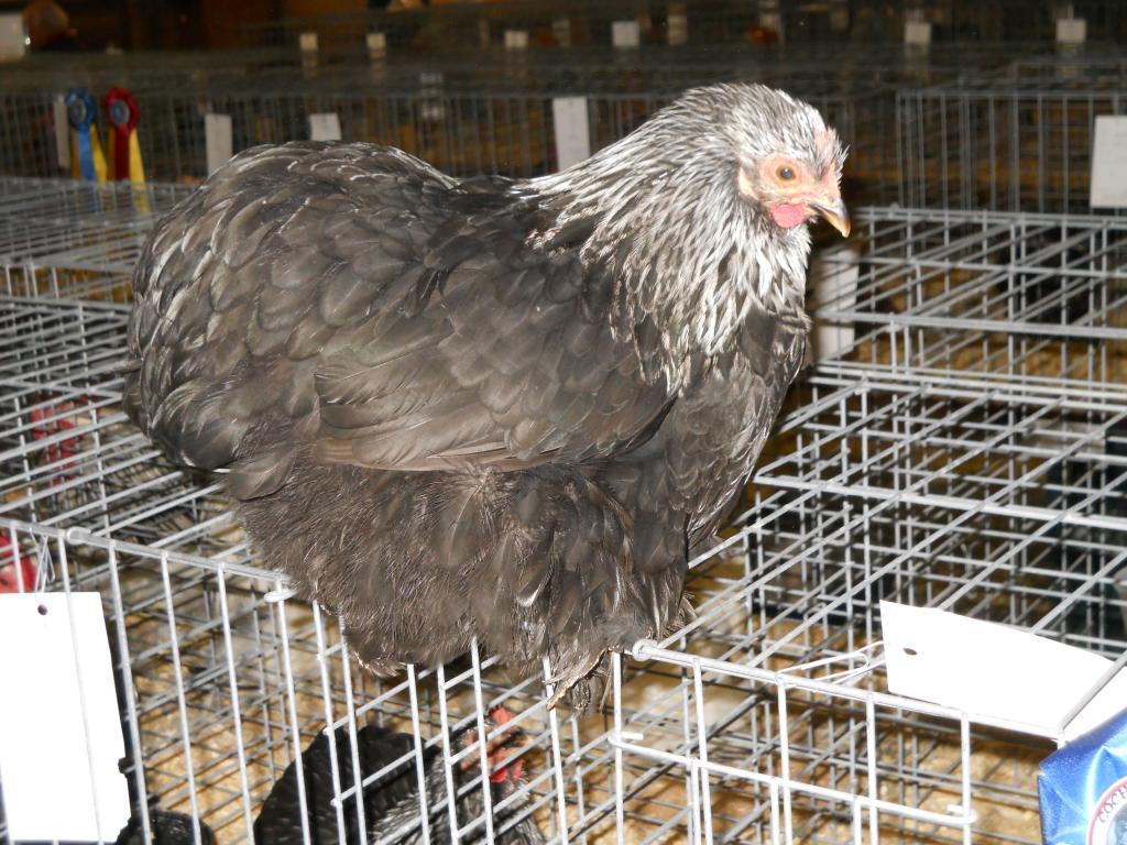 49643_iowa_city_ci_western_national_show_004.jpg