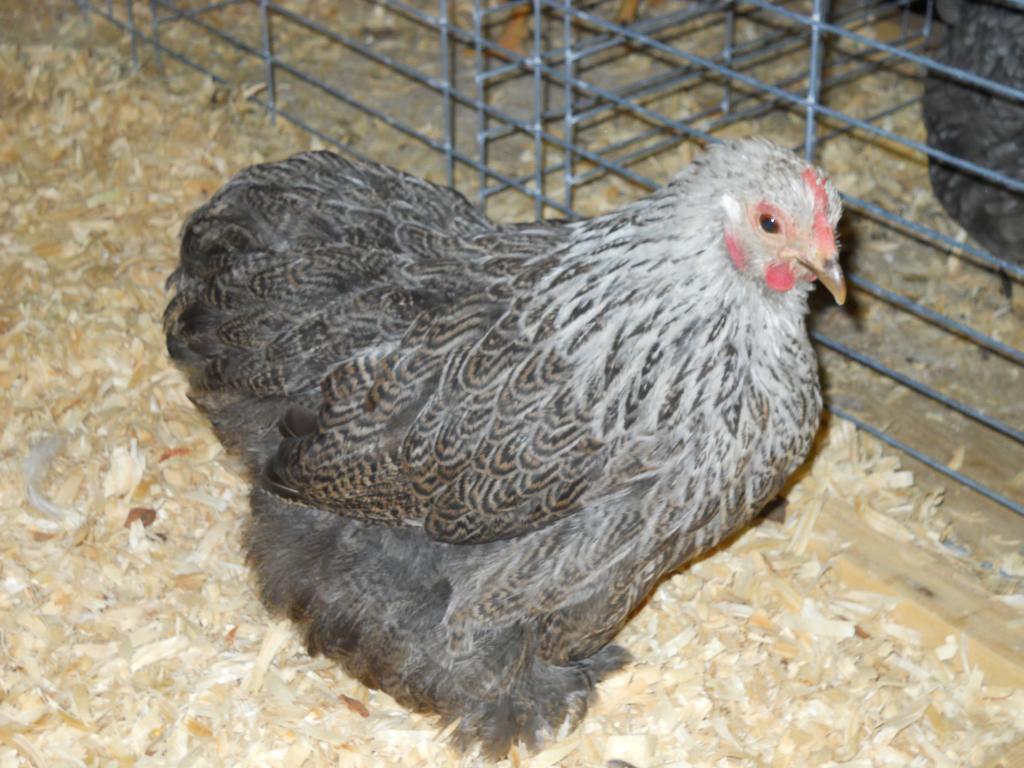 49643_iowa_city_ci_western_national_show_011.jpg