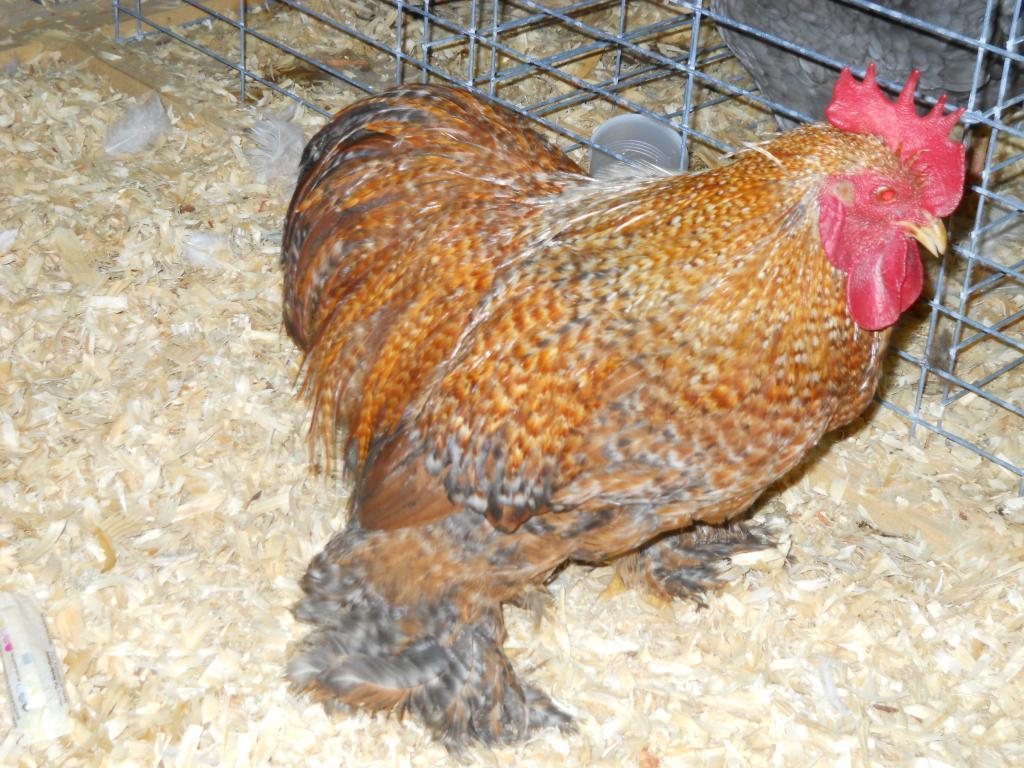 49643_iowa_city_ci_western_national_show_020.jpg