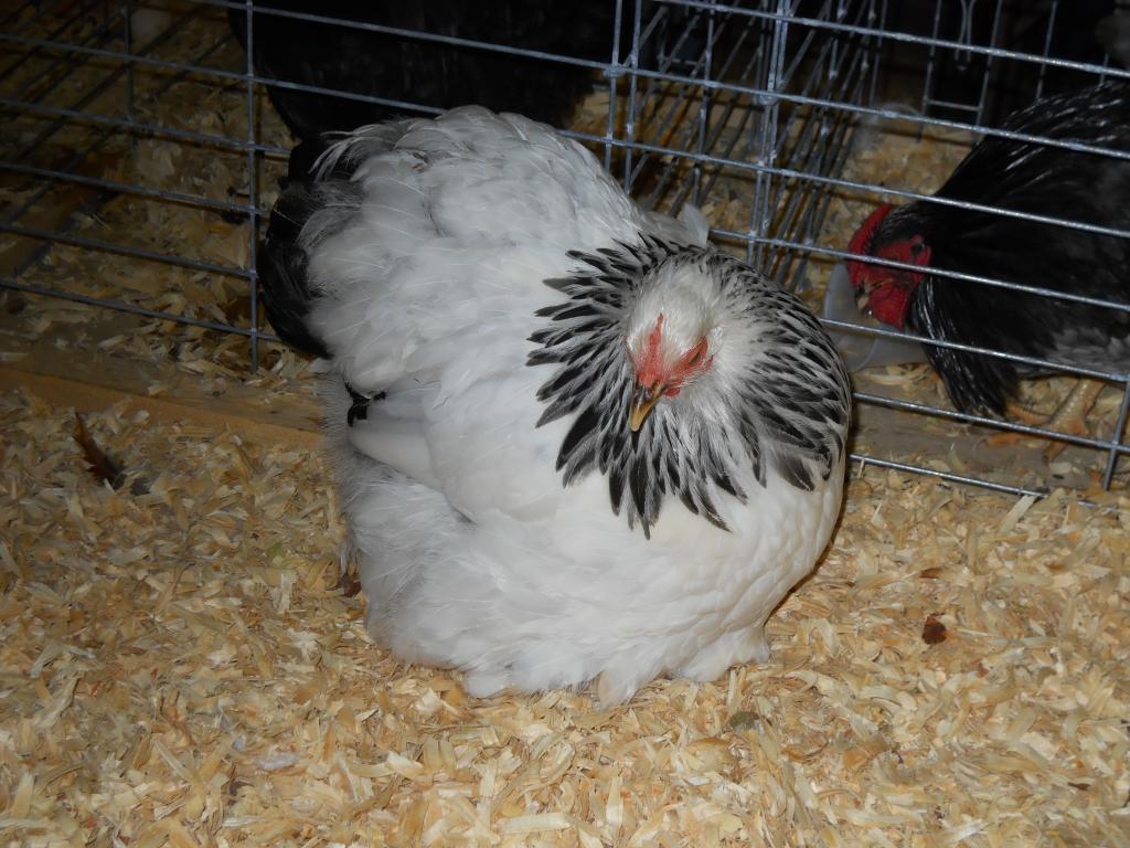 49643_iowa_city_ci_western_national_show_021.jpg