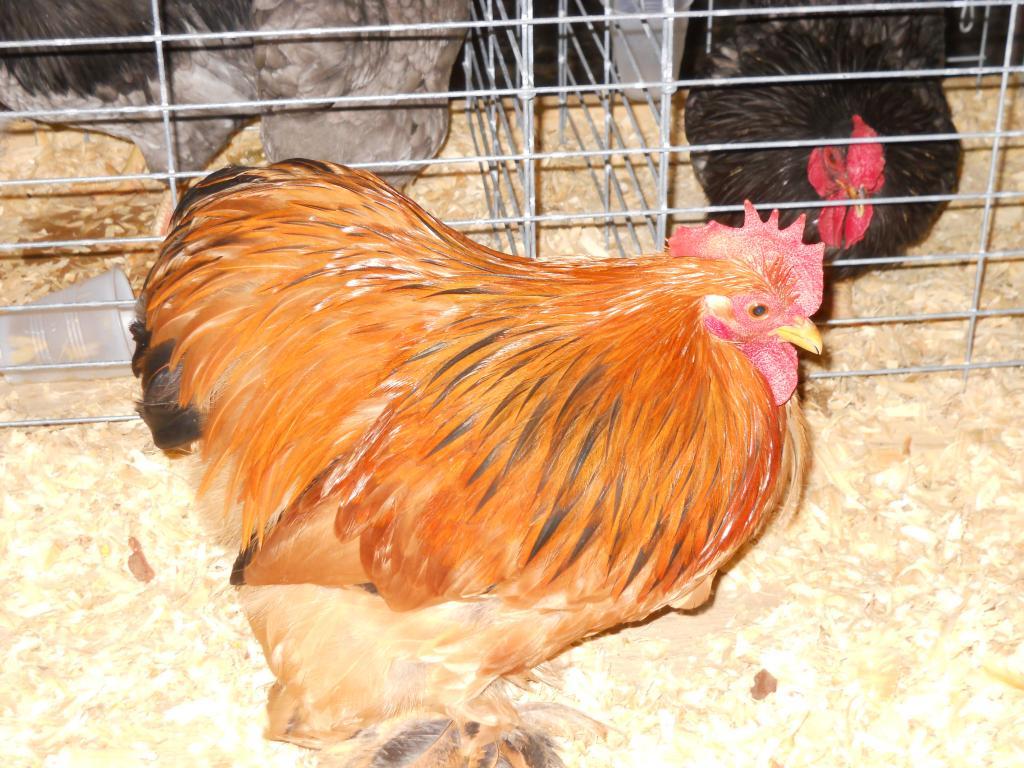 49643_iowa_city_ci_western_national_show_023.jpg