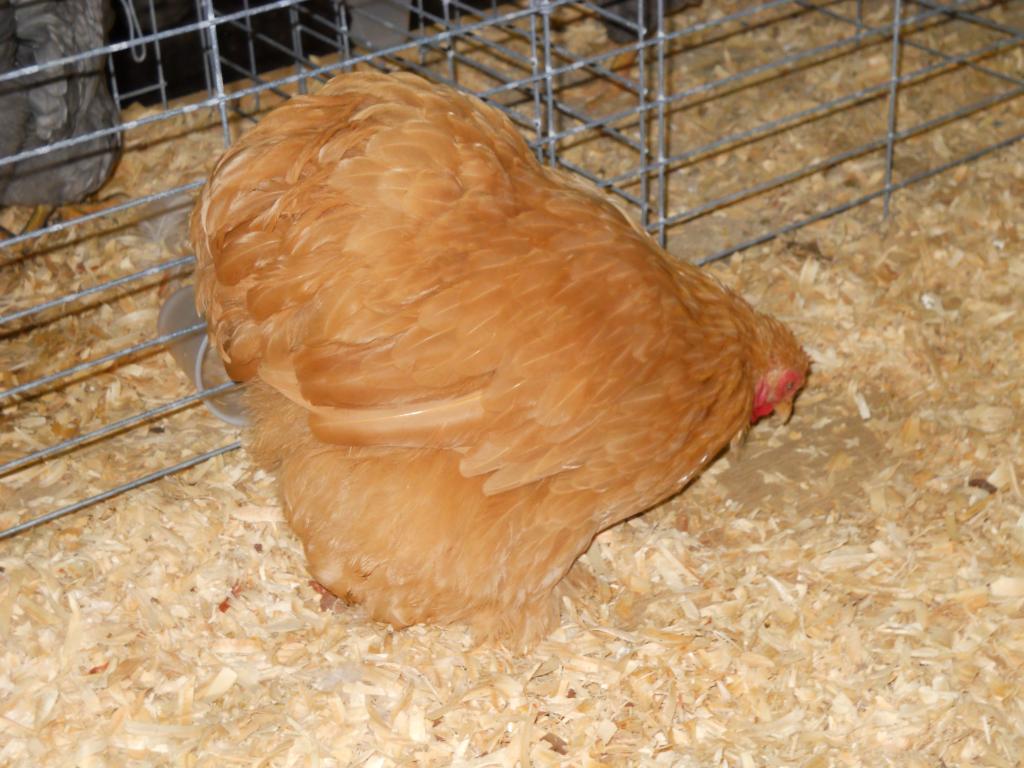49643_iowa_city_ci_western_national_show_024.jpg