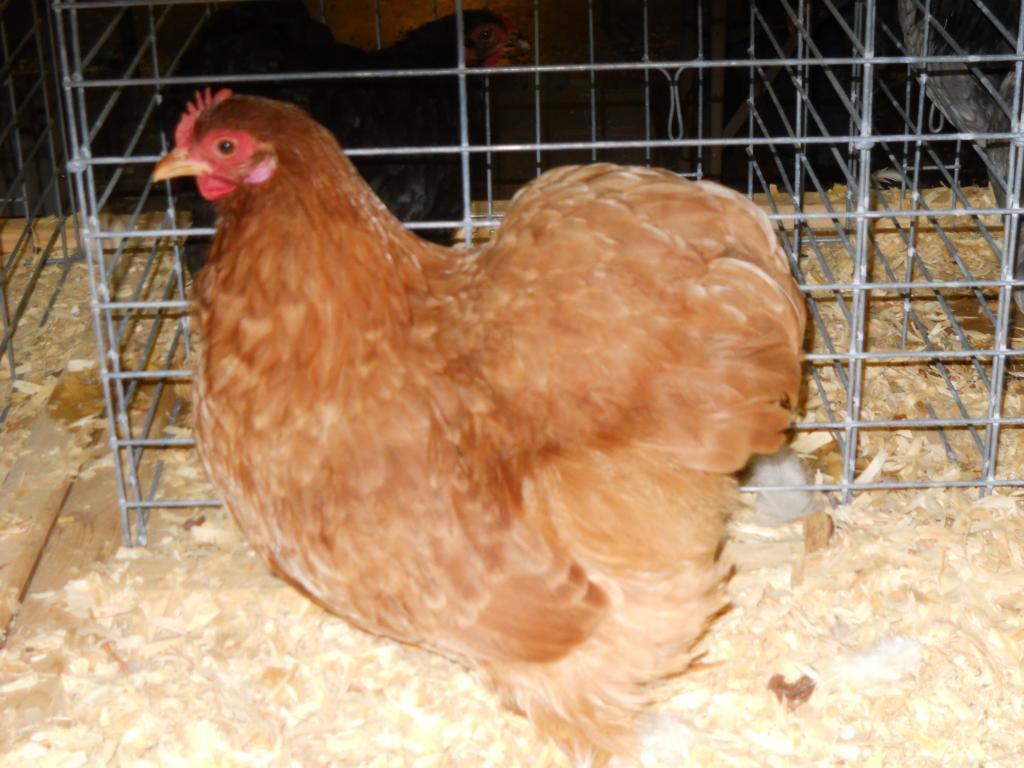 49643_iowa_city_ci_western_national_show_026.jpg
