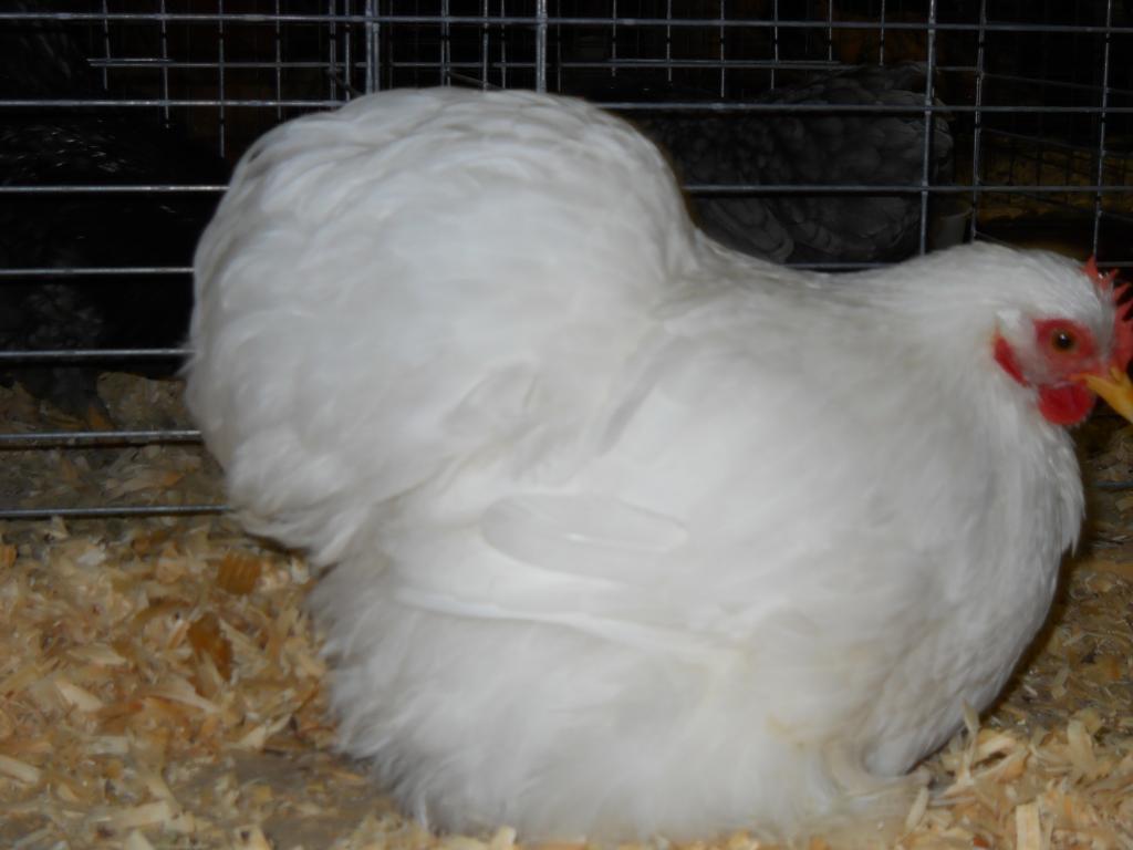 49643_iowa_city_ci_western_national_show_033.jpg