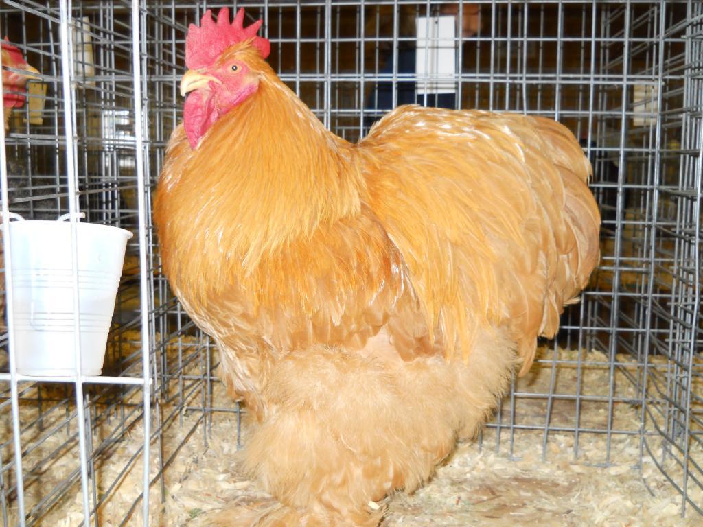 49643_iowa_city_ci_western_national_show_040.jpg