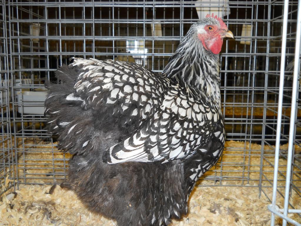 49643_iowa_city_ci_western_national_show_043.jpg
