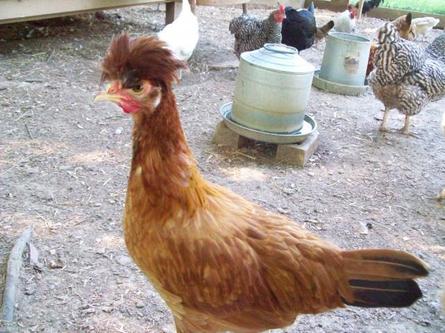 49698_me_kayla_and_me_and_chickens_056.jpg