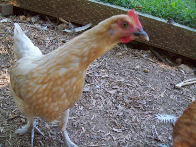 49698_me_kayla_and_me_and_chickens_064.jpg