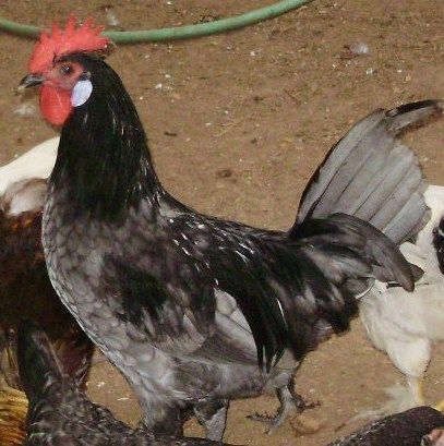 49704_blue_andalusian_roo4.jpg