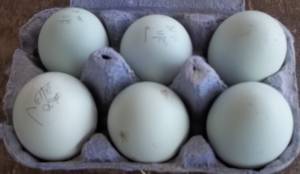 49704_blueeggs1.jpg