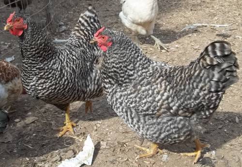 49704_dominiquerhens.jpg