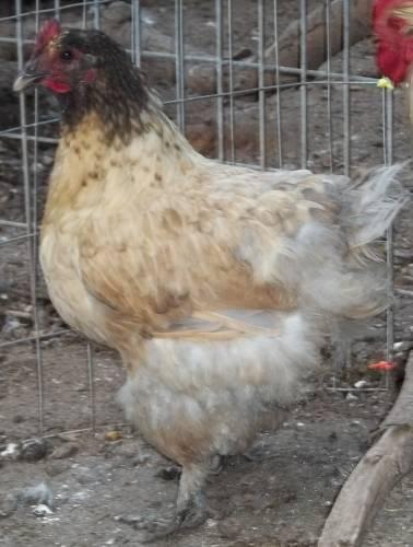 49704_lemonbluehen.jpg