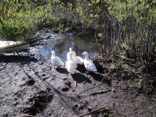 49746_ducklings.jpg