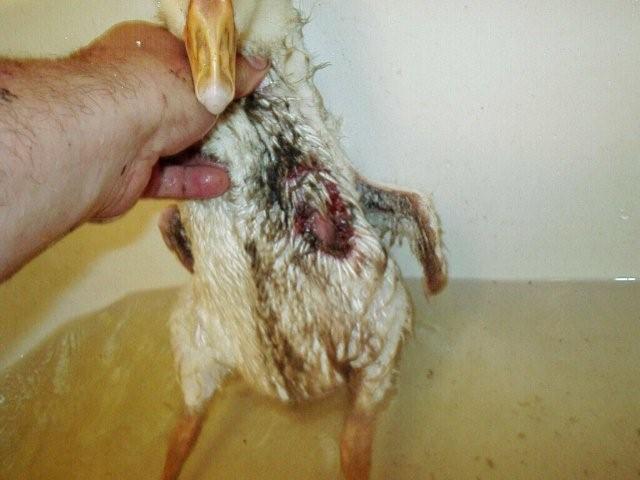 49746_wound2.jpg