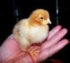 49747_chick.jpg