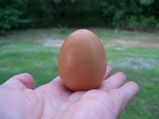 49747_first_egg.jpg