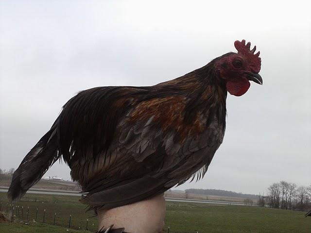 49750_bantyroo.jpg