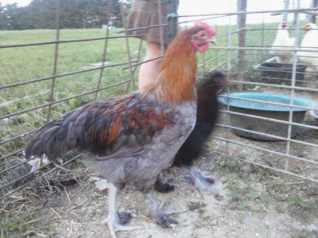 49750_droptail.jpg