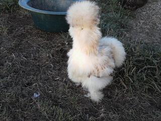 49750_funky_chicken.jpg