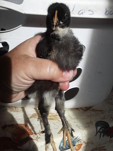 49750_pullet3.jpg