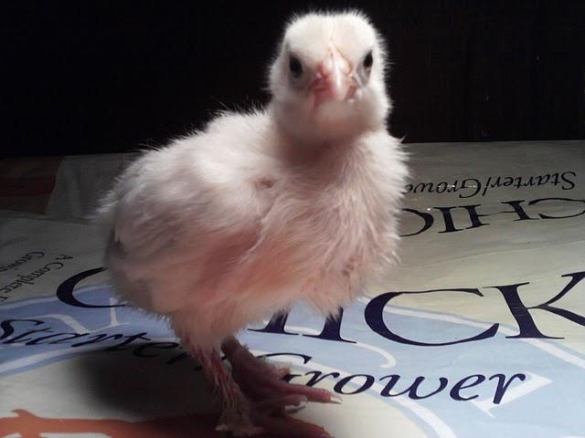 49750_whtchik.jpg