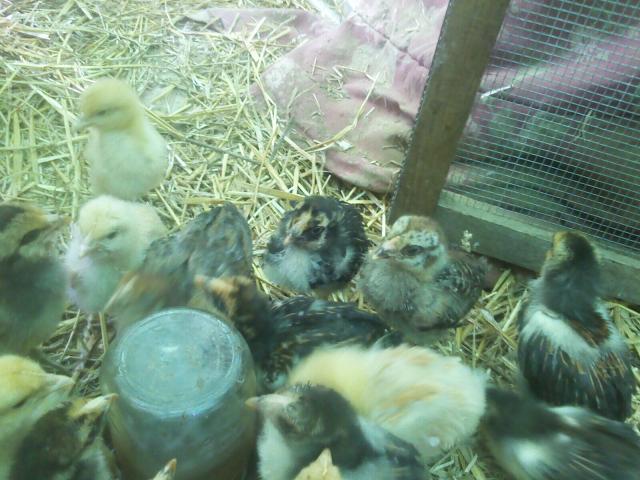 49767_chick4.jpeg