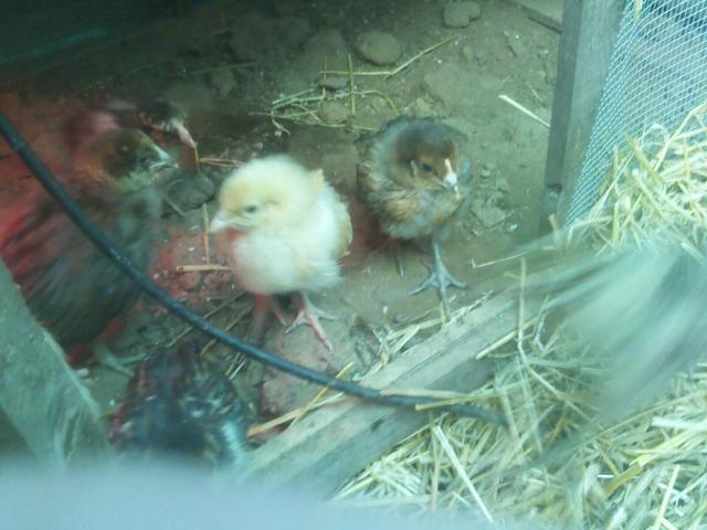 49767_chick5.jpeg
