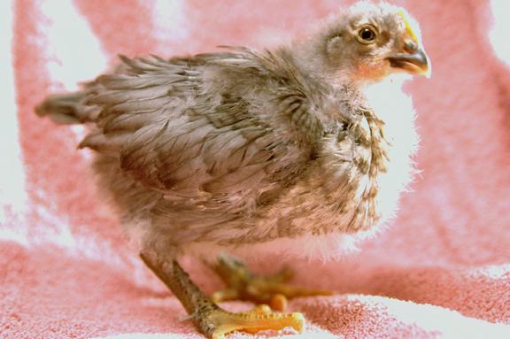 49809_graychick3.jpg