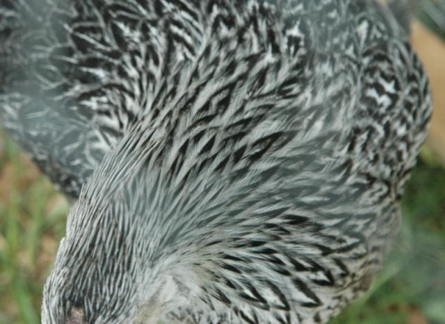 49809_margehackle.jpg