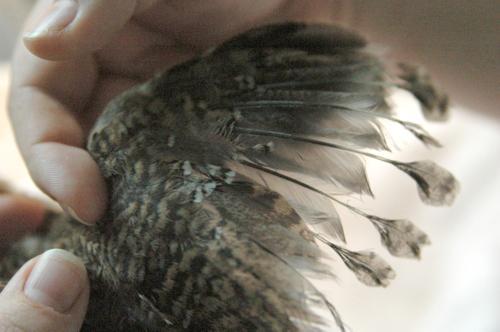 49809_weirdfeathers.jpg