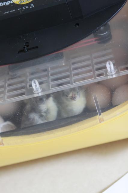 49815_incubator_044.jpg