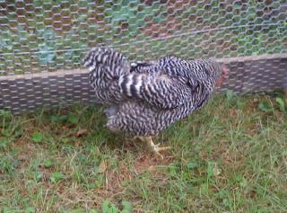 49818_rudy_jailbird.jpg