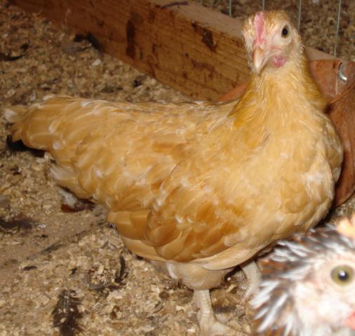 49849_dsc05661.jpg