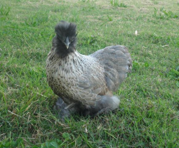 49849_dsc06451.jpg