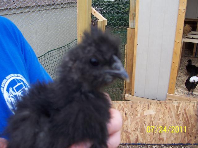 49857_chickens_004.jpg