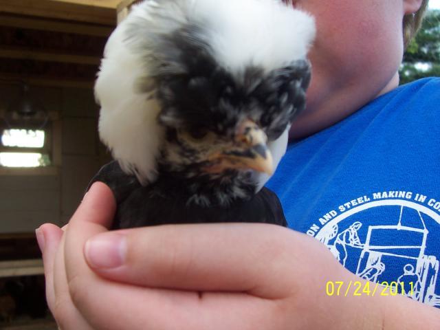49857_chickens_010.jpg