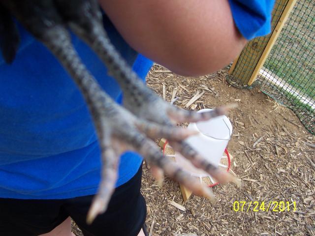 49857_chickens_011.jpg