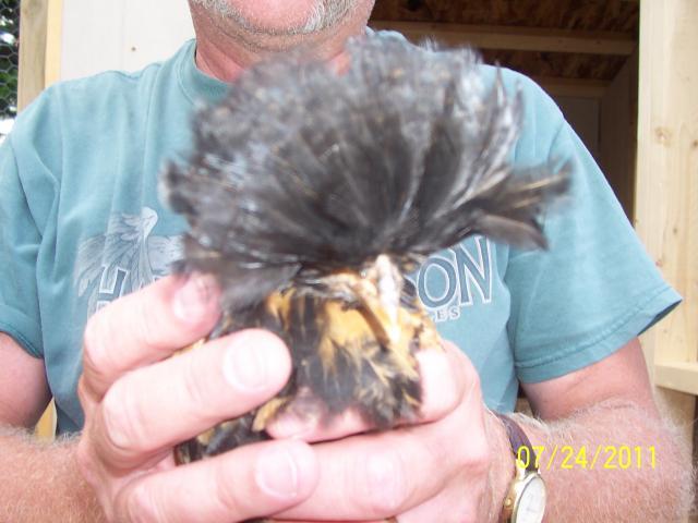 49857_chickens_015.jpg