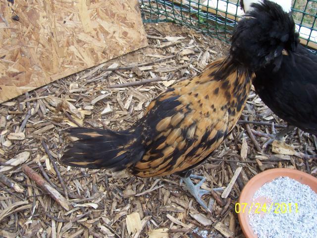 49857_chickens_016.jpg