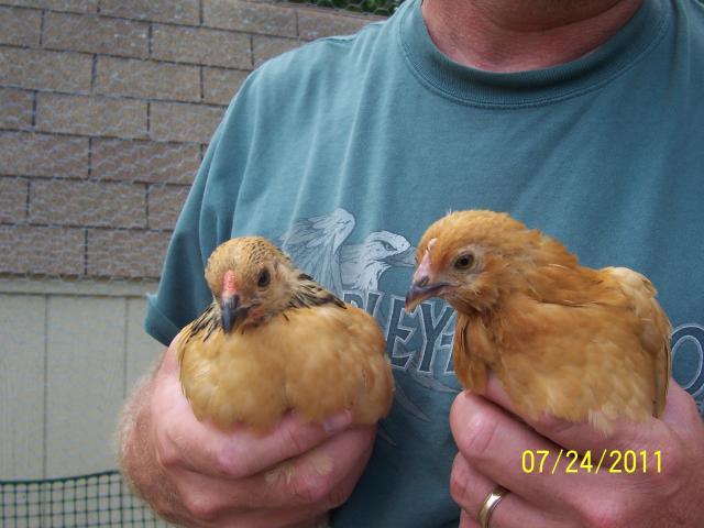 49857_chickens_017.jpg