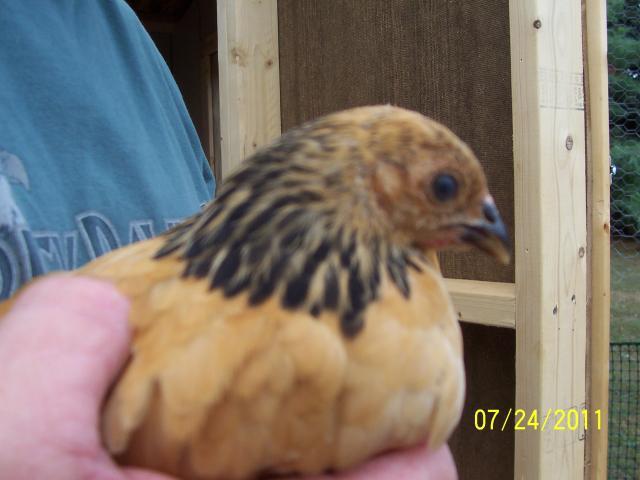 49857_chickens_018.jpg
