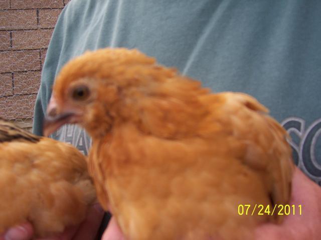 49857_chickens_019.jpg