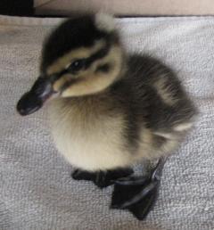 49858_crestedduck.jpg