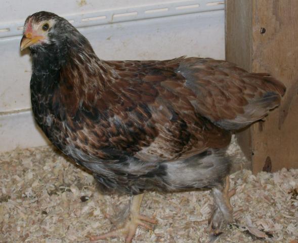 49869_chickens5_021.jpg