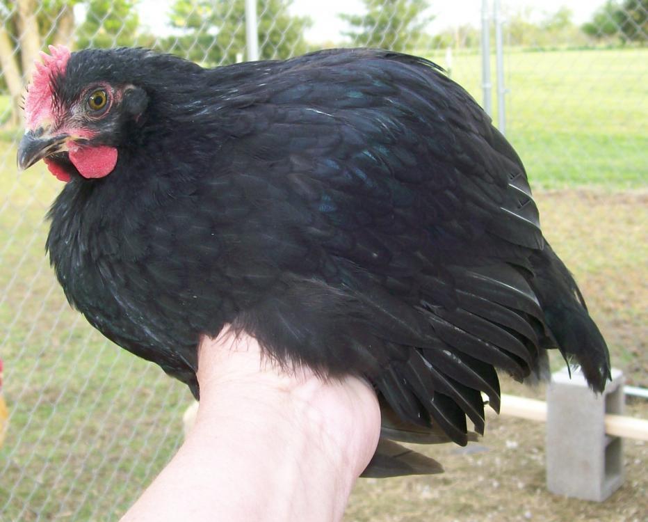 49869_chickens_009.jpg