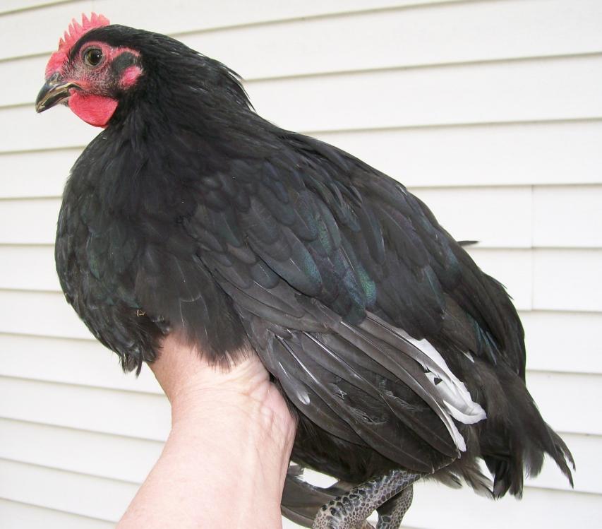 49869_chickens_011.jpg