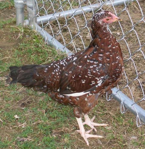 49869_chickens_12_weeks_006.jpg