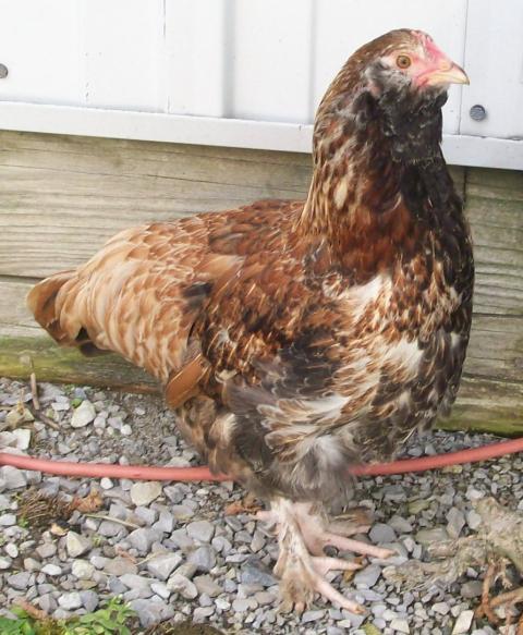 49869_chickens_12_weeks_027.jpg
