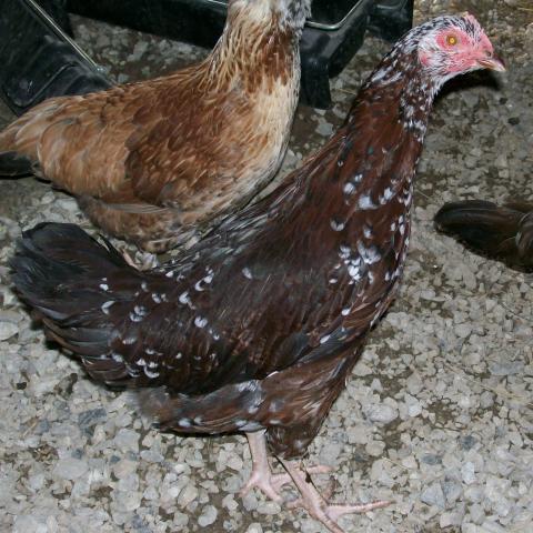 49869_chickens_12_weeks_033.jpg